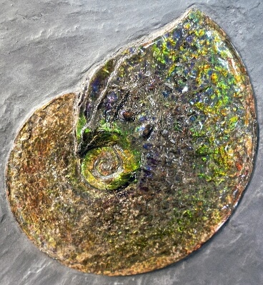 Ammonite history fossil