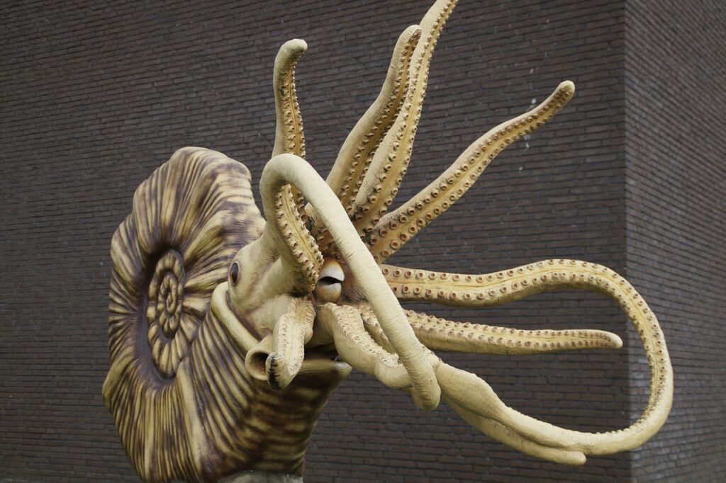 Ammonite 2 1024x682