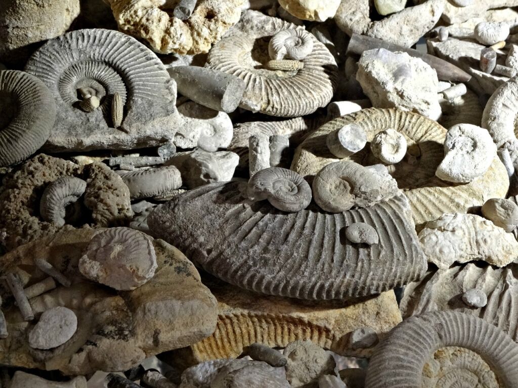 Ammonite 5 1024x768