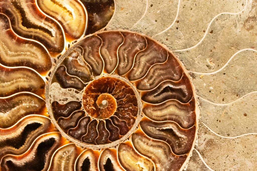 Ammonite 6 1024x683