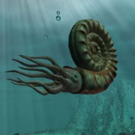 History and cultural significance of ammonite fossils front