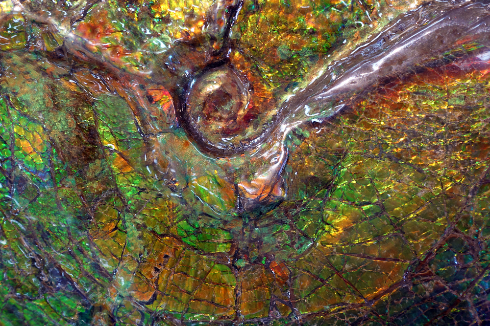 Caring for your iniskim ammolite a guide to preserving natures rainbow